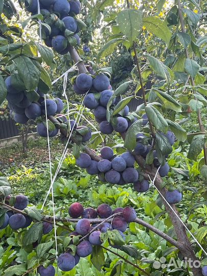 Слива анжелина