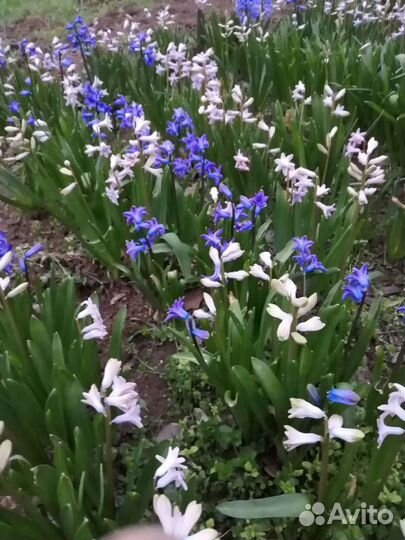 Гиацинты луковицы