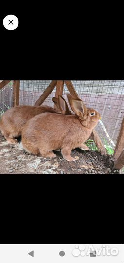 Кролики мясных пород
