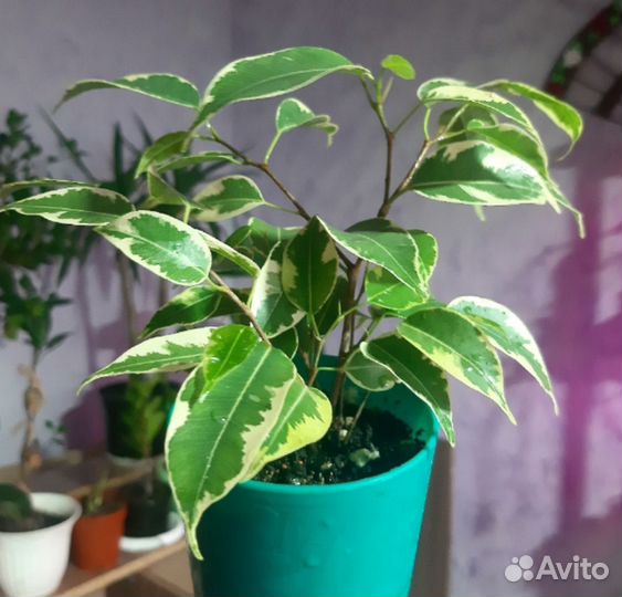 Фикус Бенджамина Кинки