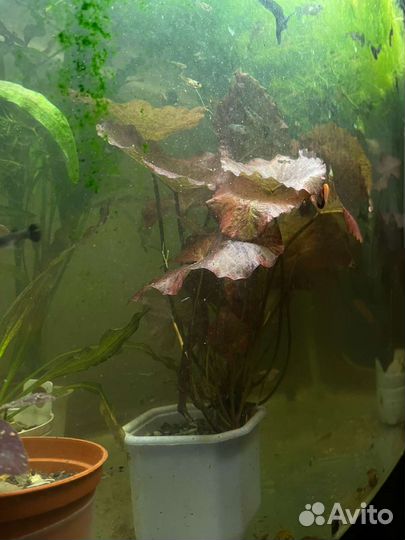 Нимфея красная