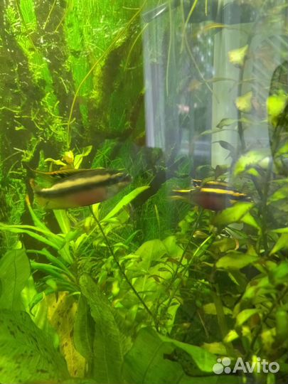 Аквариумные рыбки