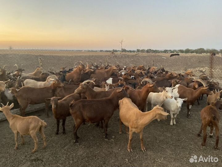 Англо нубийские козы