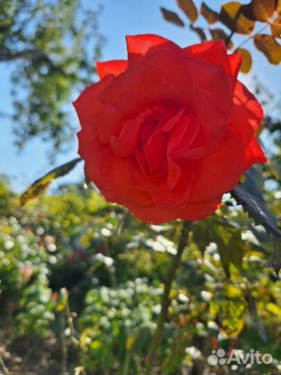 Саженцы роз