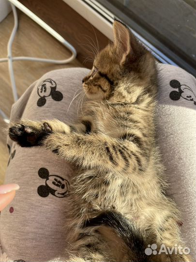 Отдам котенка