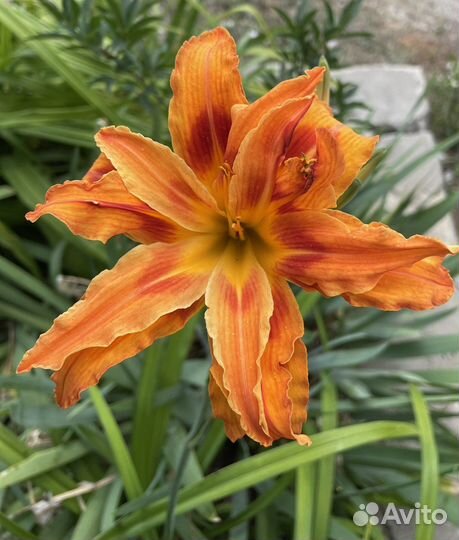 Лилейники сортовые