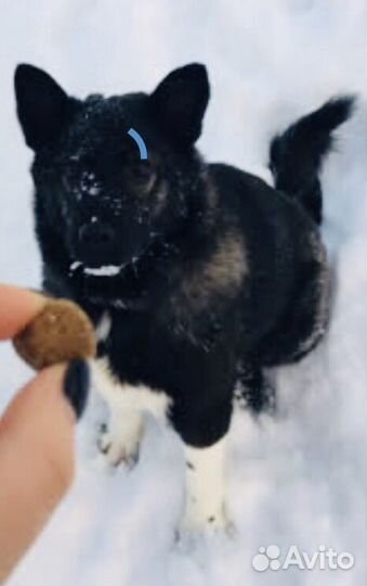 Малыш в дар