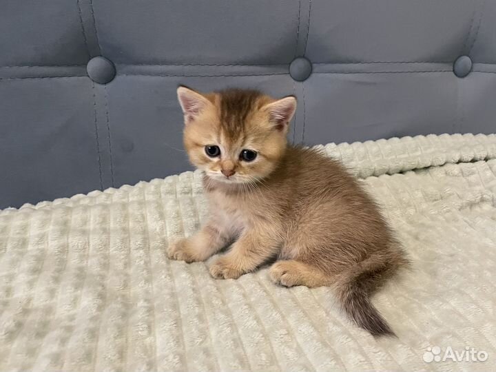Британские котята