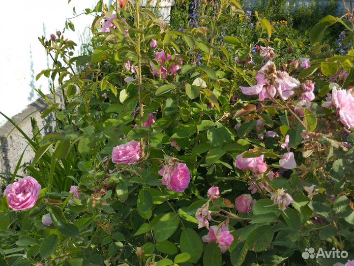 Чайная роза, пузыреплодник