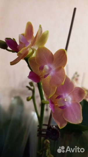 Орхидея фаленопсис