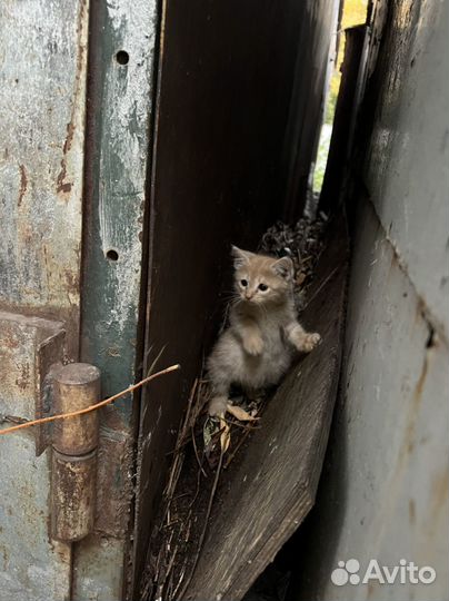 Рыжий котенок в добрые руки