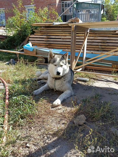 Найдена собака хаски