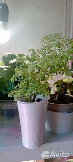 Пилея мелколистная