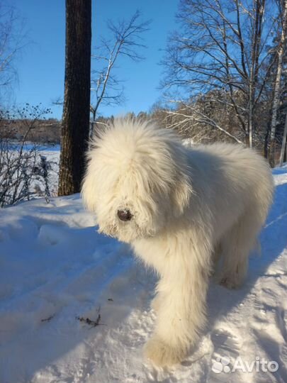 Фотосессия с собакой и Канистерапия