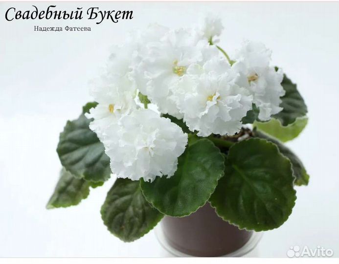 Листики фиалок