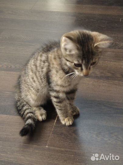 Котёнок ищет дом
