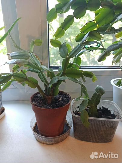 Комнатные цветы