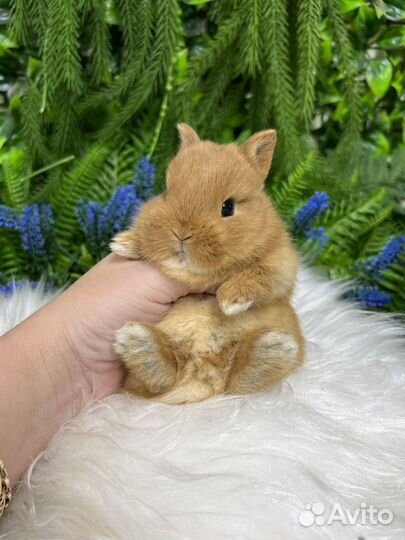 Кролики ручные