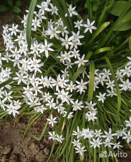 Многолетние цветы