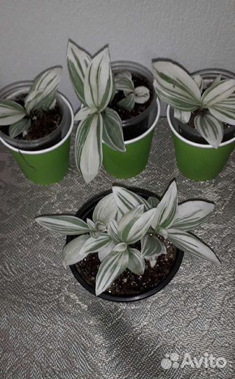 Комнатные цветы