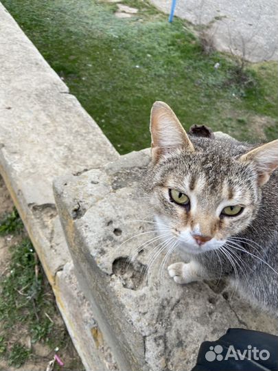 Кошка в добрые руки