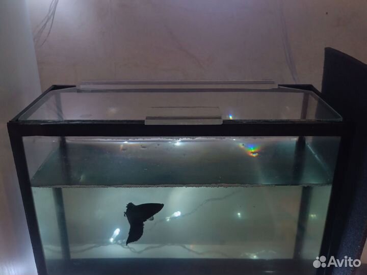 Аквариумы и грунт