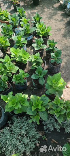 Гортензия крупнолистная Сибилла