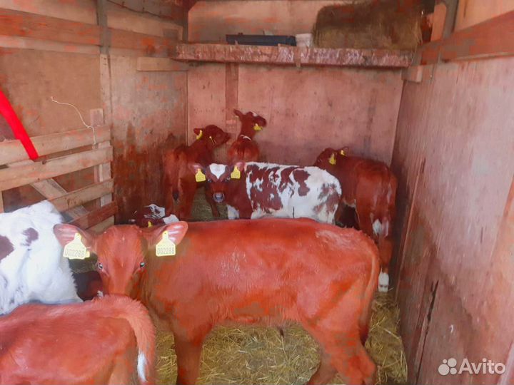 Телята с бесплатной доставкой