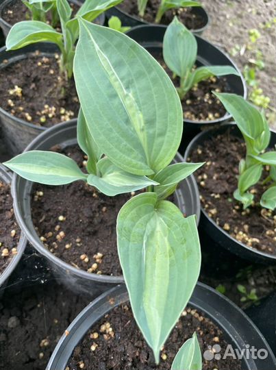 Хоста гибридная