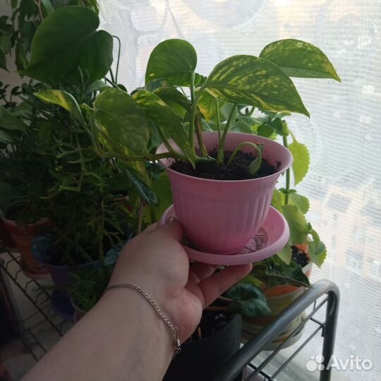Комнатные цветы