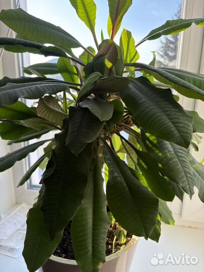 Молочай, толстянка, спатифиллум