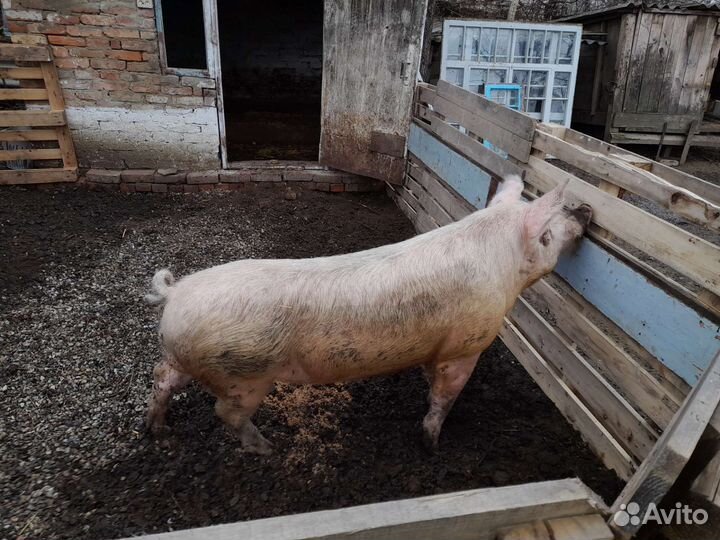 Услуги хряка