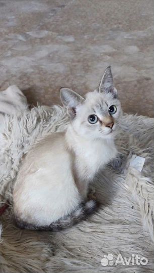 Котята необыкновенные