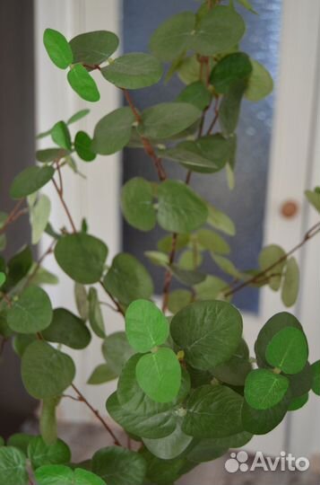 Эвкалипт растение фейка IKEA