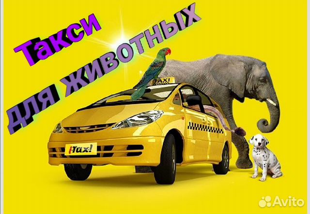 Такси для животных, зоо-такси объявление продам