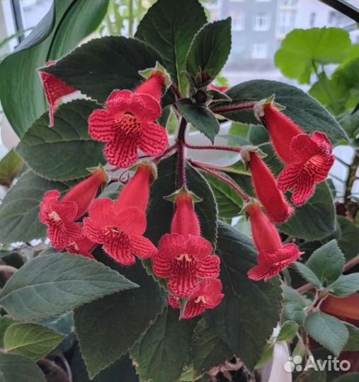 Комнатные растения