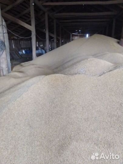 Пшеница, ячмень