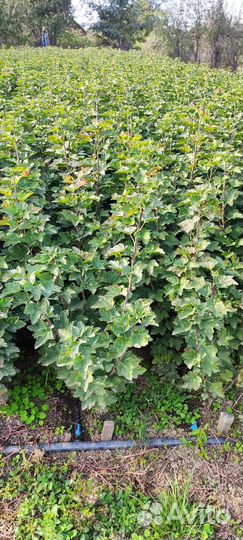 Саженцы смородины