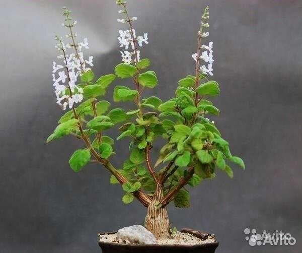 Плектрантус каудексный