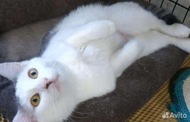 Ласкучие кото-девочки Виринея и Беляночка ищут дом