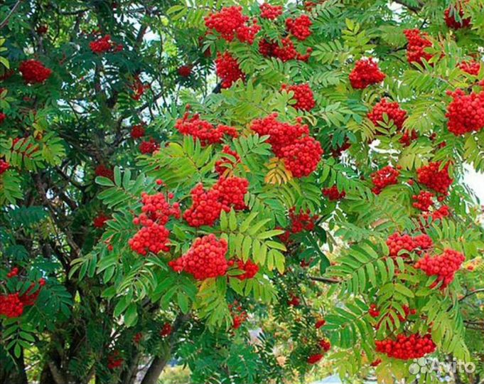 Рябина кустовая из питомника