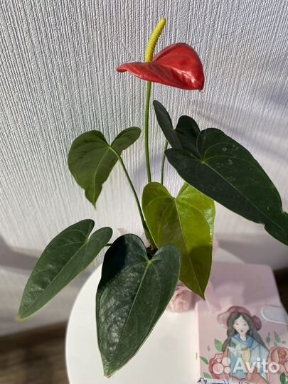 Комнатные растения цветы на подарок