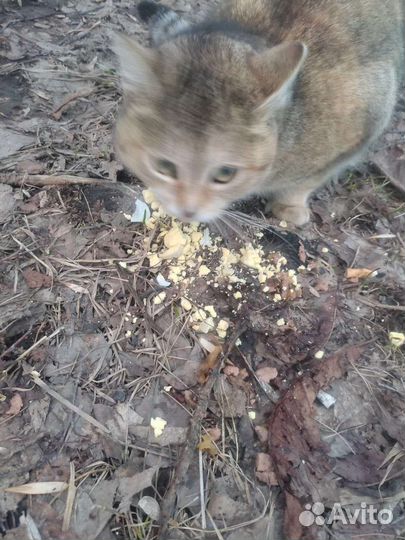 Кошка в дар
