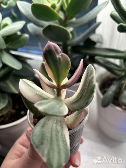 Крассула триколор