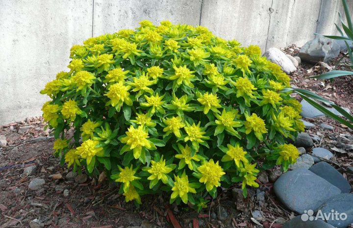 Молочай многоцветковый