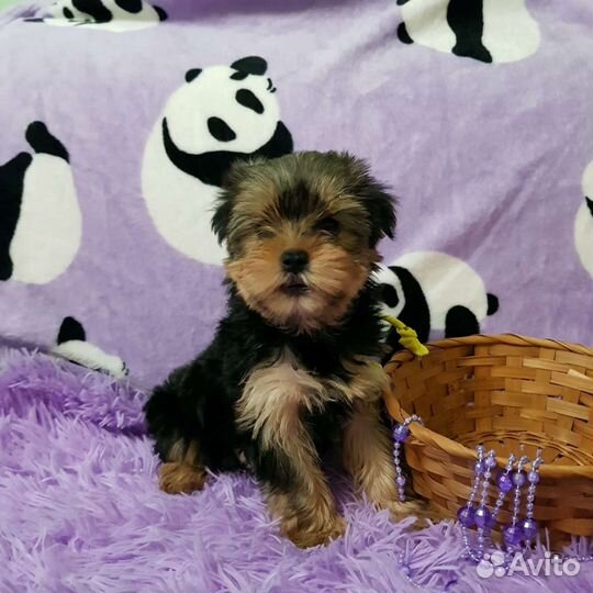 Йоркширский терьер, щеночки