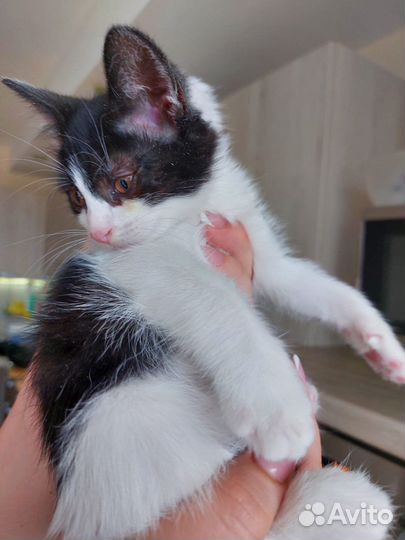 Котёнок ищет дом