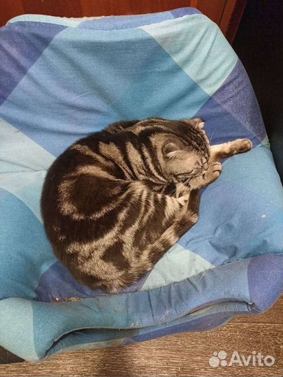 Кот для вязки