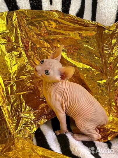 Канадский сфинкс котенок