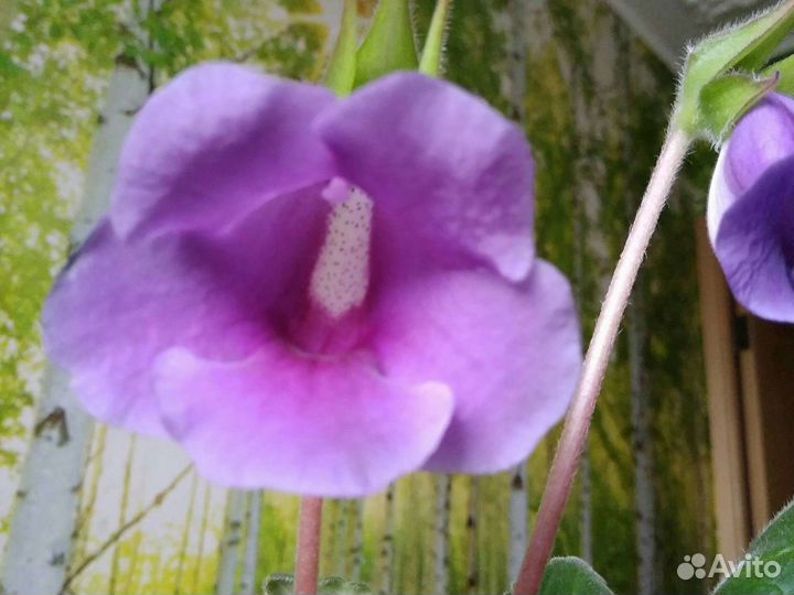 Глоксиния тидея